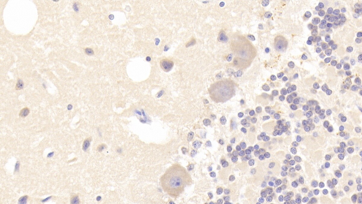 alpha Tubulin 3c Antibody