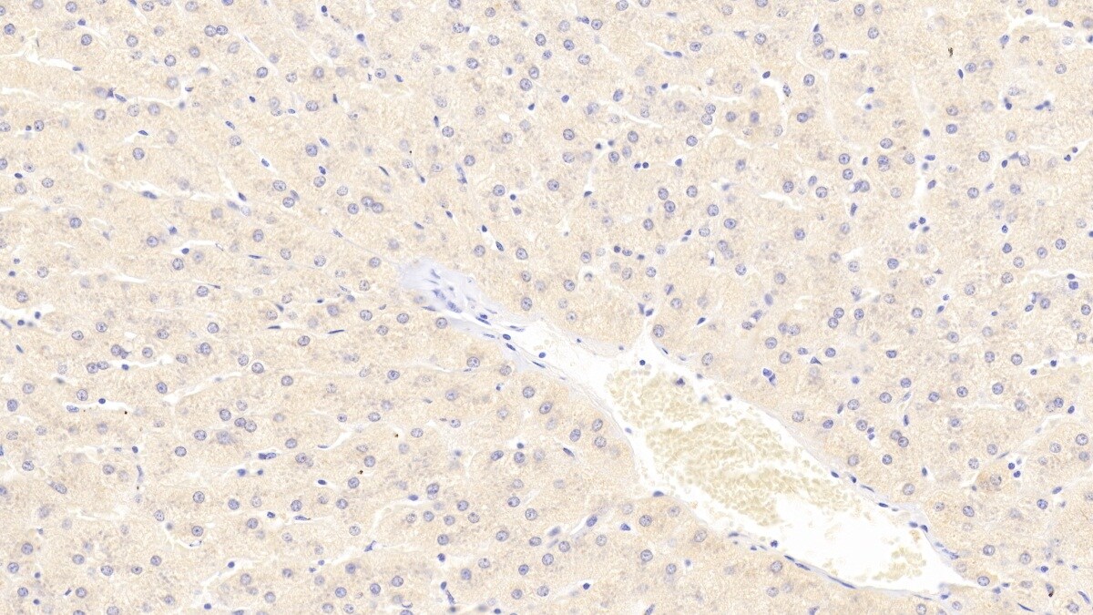 alpha Tubulin 3c Antibody