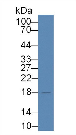 HSPC014 Antibody