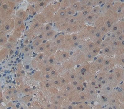 CEP110 Antibody