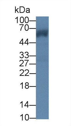 CROP Antibody