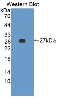 FGF-20 Antibody