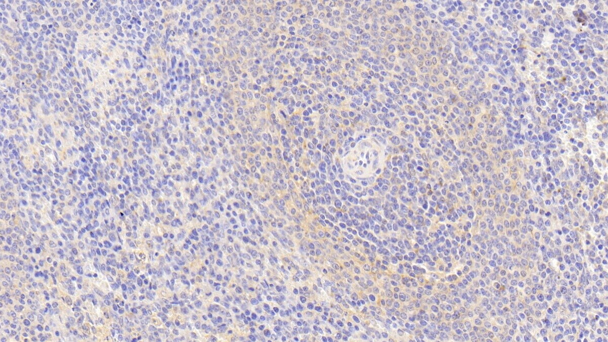 S100Z Antibody