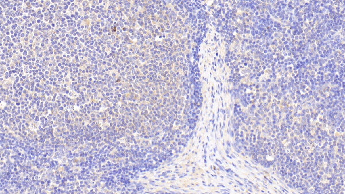 S100Z Antibody