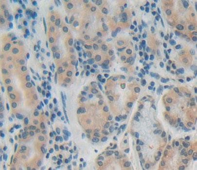 PTP4A1 Antibody