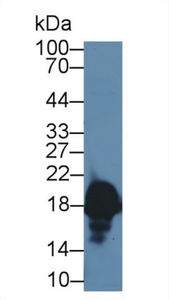Complexin-1 Antibody