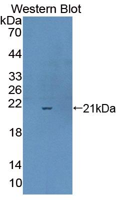 Complexin-1 Antibody