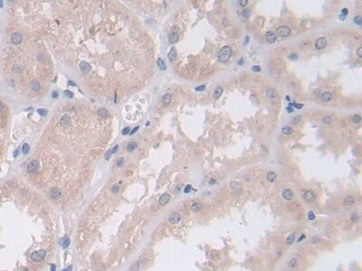 Persephin Antibody