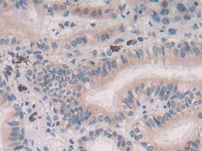 Persephin Antibody