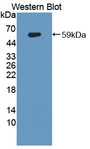 Neurexophilin-1 Antibody