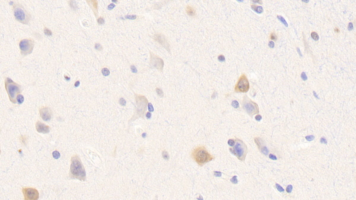 Neurexophilin-1 Antibody