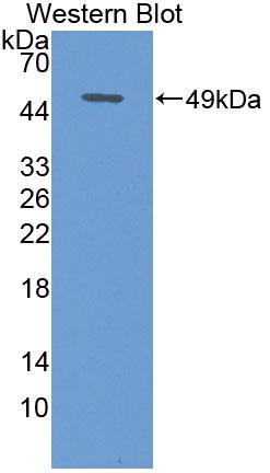 Cerebellin-1/Precerebellin Antibody
