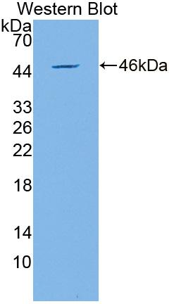 GML Antibody
