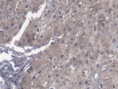 PTTG1IP Antibody