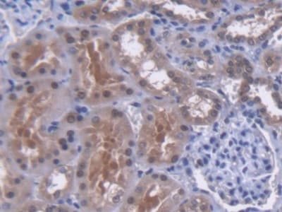 MYH Antibody