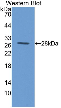 MYH Antibody