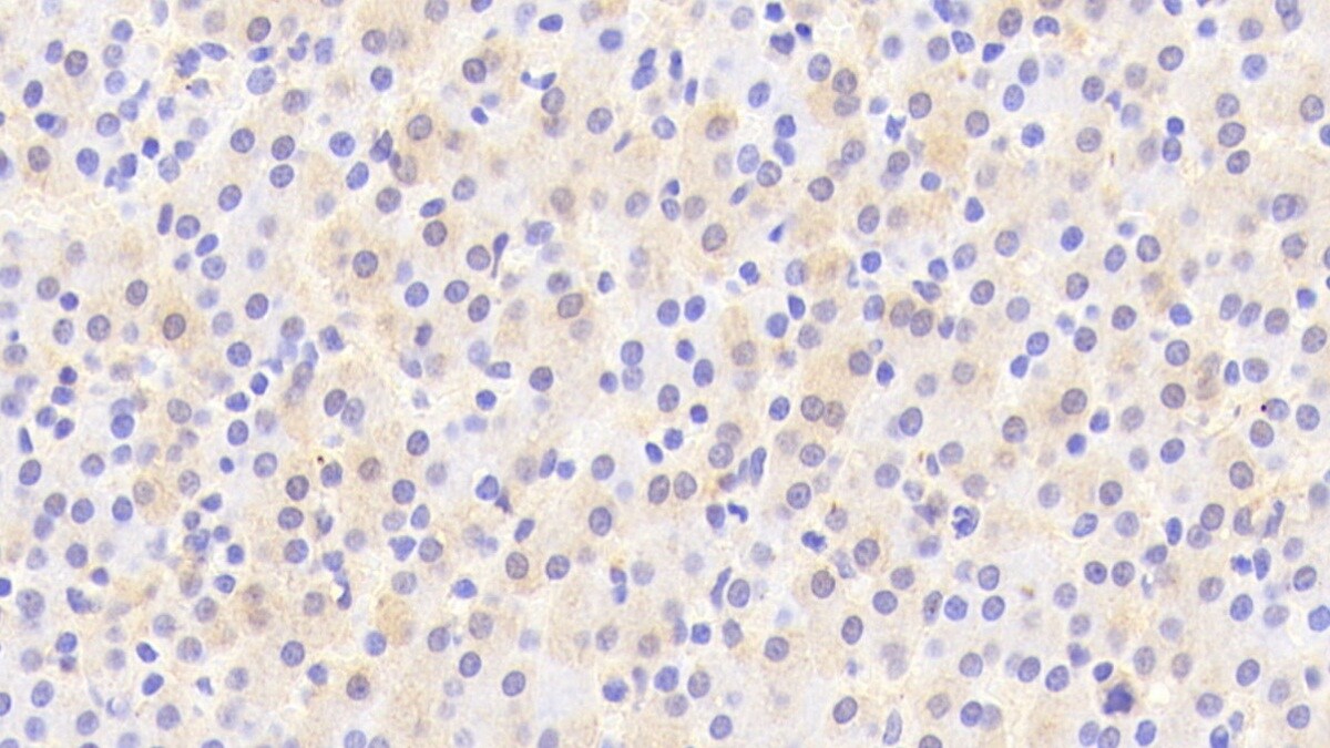 ARSF Antibody