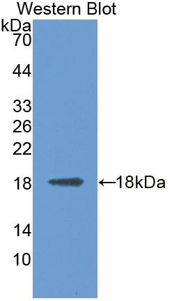 MAN2B1 Antibody