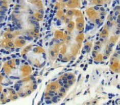 CPN2 Antibody