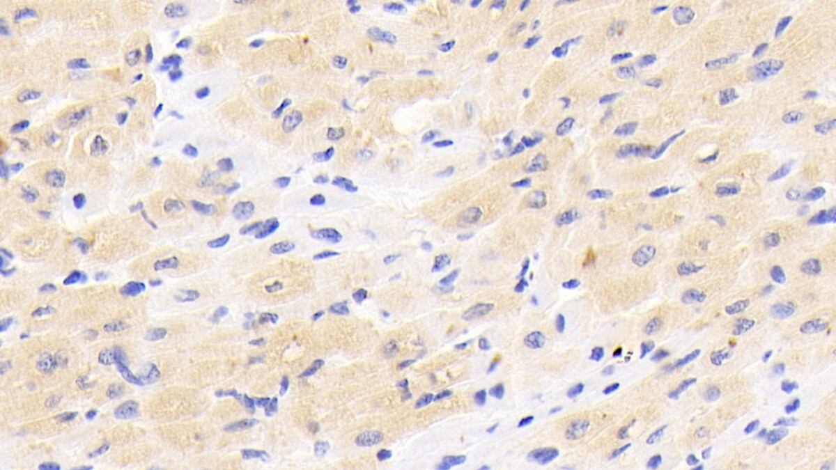 ABCG4 Antibody