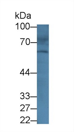 ABCG4 Antibody