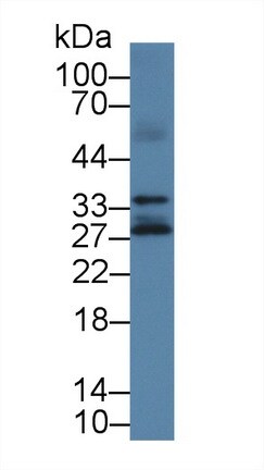 Kallikrein 14 Antibody