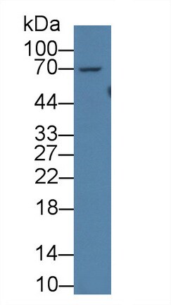 Acyloxyacyl Hydrolase Antibody