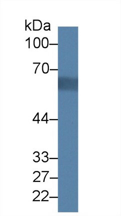 Acyloxyacyl Hydrolase Antibody