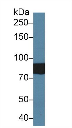 SLC26A8 Antibody