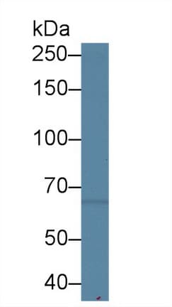 SLC26A8 Antibody