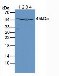 Isocitrate Dehydrogenase 2/IDH2 Antibody