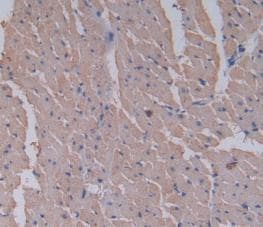 Serpin A6/Cortisol Binding Globulin Antibody (C7)