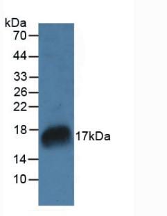 RNASE7 Antibody