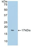RNASE7 Antibody