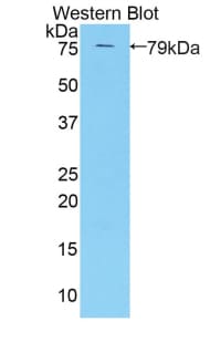 KIR3DL3/CD158z Antibody
