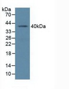BMI-1 Antibody