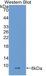 ADAMTS8 Antibody