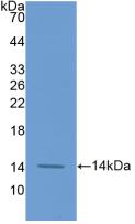 Coagulation Factor VII Antibody (1#)