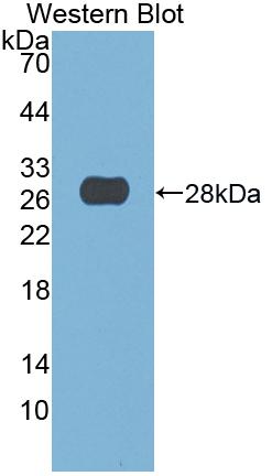 DNASE1 Antibody (2-1#)