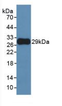 MMP-25/MT6-MMP Antibody (C6)