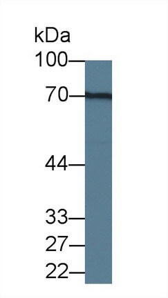 Galectin-3BP/MAC-2BP/LGALS3BP Antibody (D4)