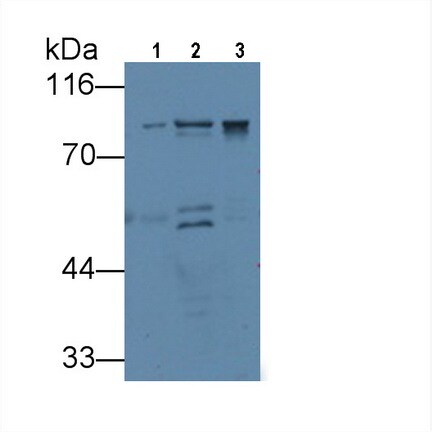 VGF Antibody (9#)
