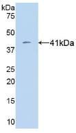 VGF Antibody (9#)