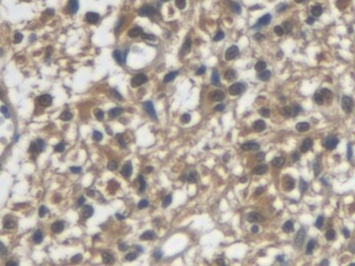 VGF Antibody (9#)