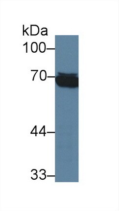 HspA1L Antibody (2-1#)