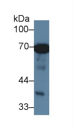 HspA1L Antibody (2-1#)