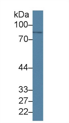 PLA2G4A Antibody (C19)