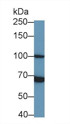 TLR5 Antibody (8-1#)