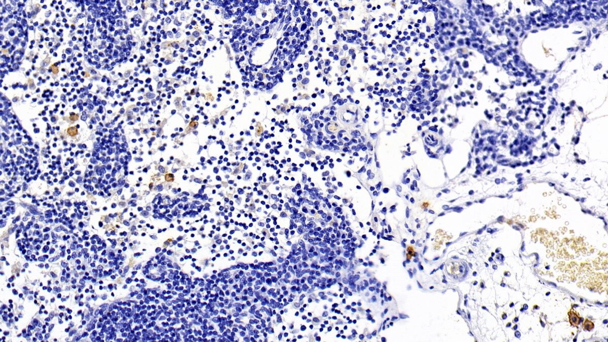 TLR5 Antibody (C8)