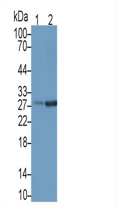 NKG2D/CD314 Antibody (C1)